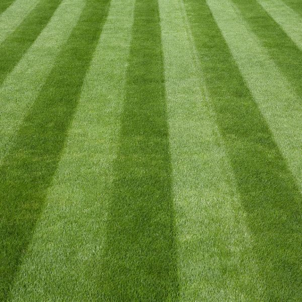 A well mowed lawn with a pattern