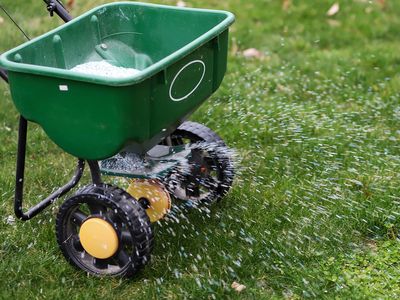 spreading fertilizer in a lawn