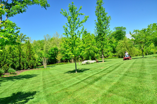 green lawn 