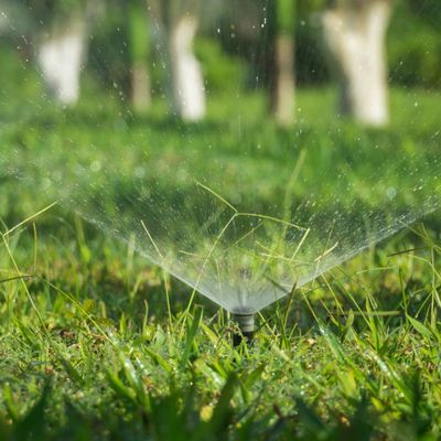 Closeup of a pop-up sprinkler in a yard