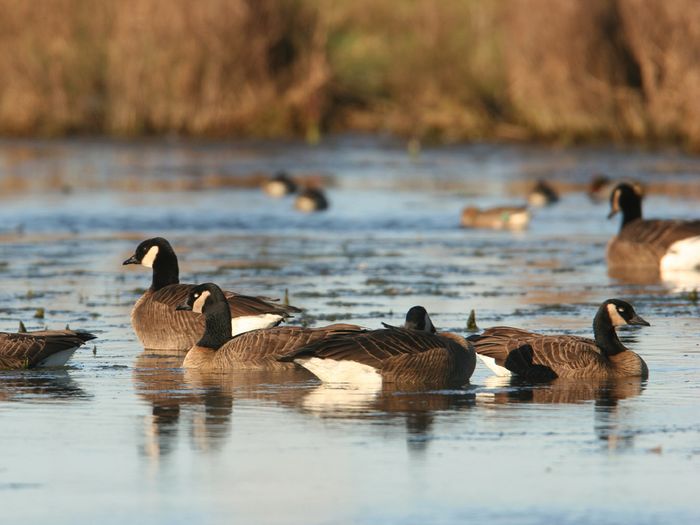 geese resting in water