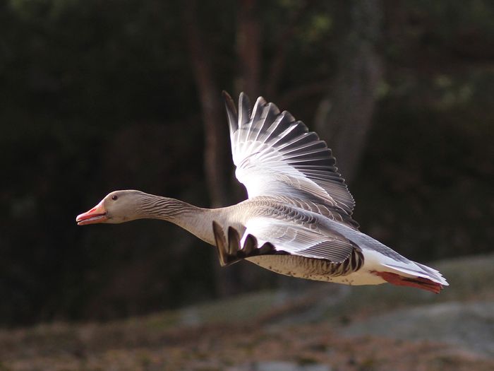 a flying goose