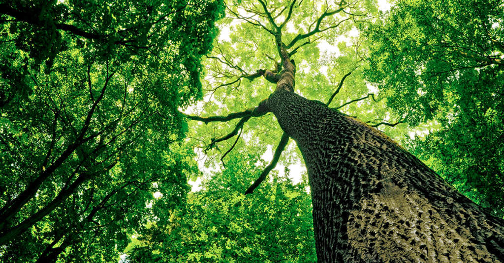 Image of tall trees