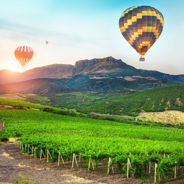 Hot air balloons over a vineyard