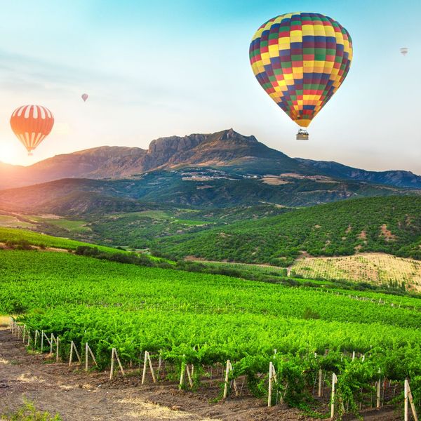 hot air balloon over a wine field