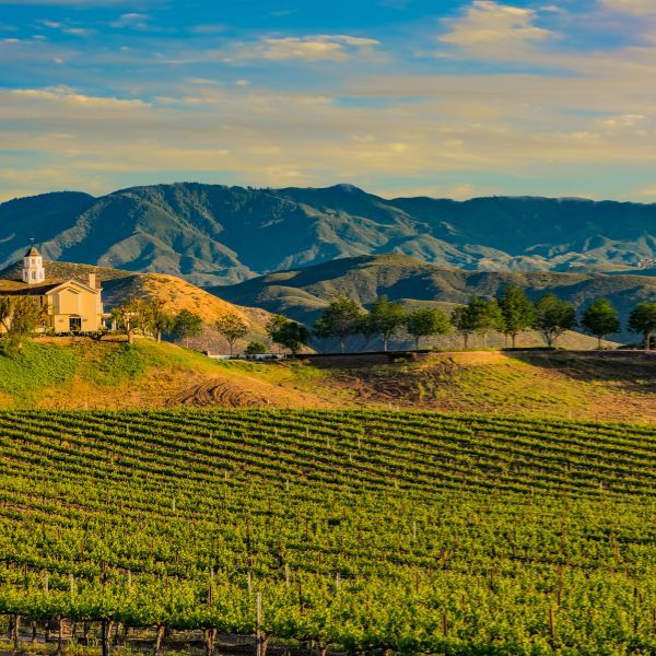 A temecula vineyard 