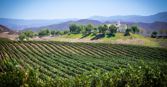 A vineyard in temecula 