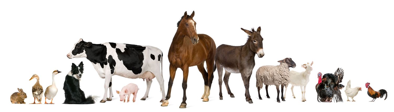 farm-animals.jpg