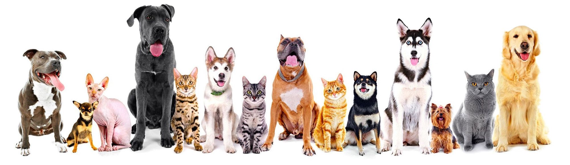 Dogs-bg.jpg