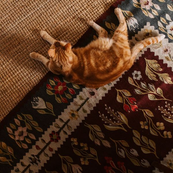 Cat lying on a rug. Cat lying on a rug.