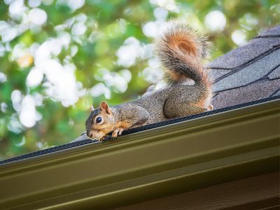 Image of a squirrel on a gutter