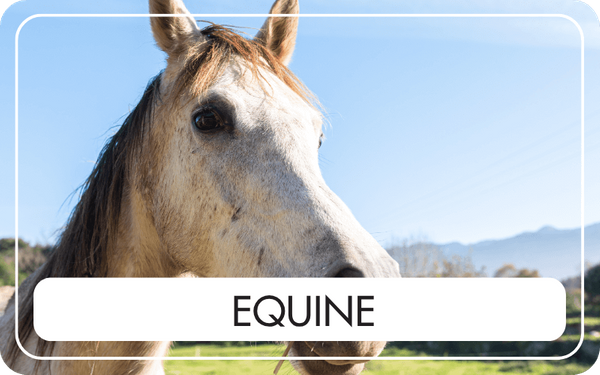 Equine - CTA Image.png