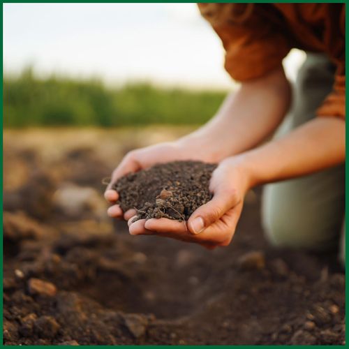 Understanding The Role Of Organic Inputs In Modern Agriculture1.jpg