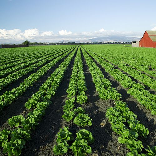 Why Nutrient Supplements Are Essential For Organic Farming BB Image 3.jpg
