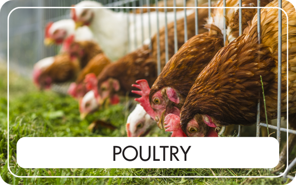 Poultry - CTA Image.png