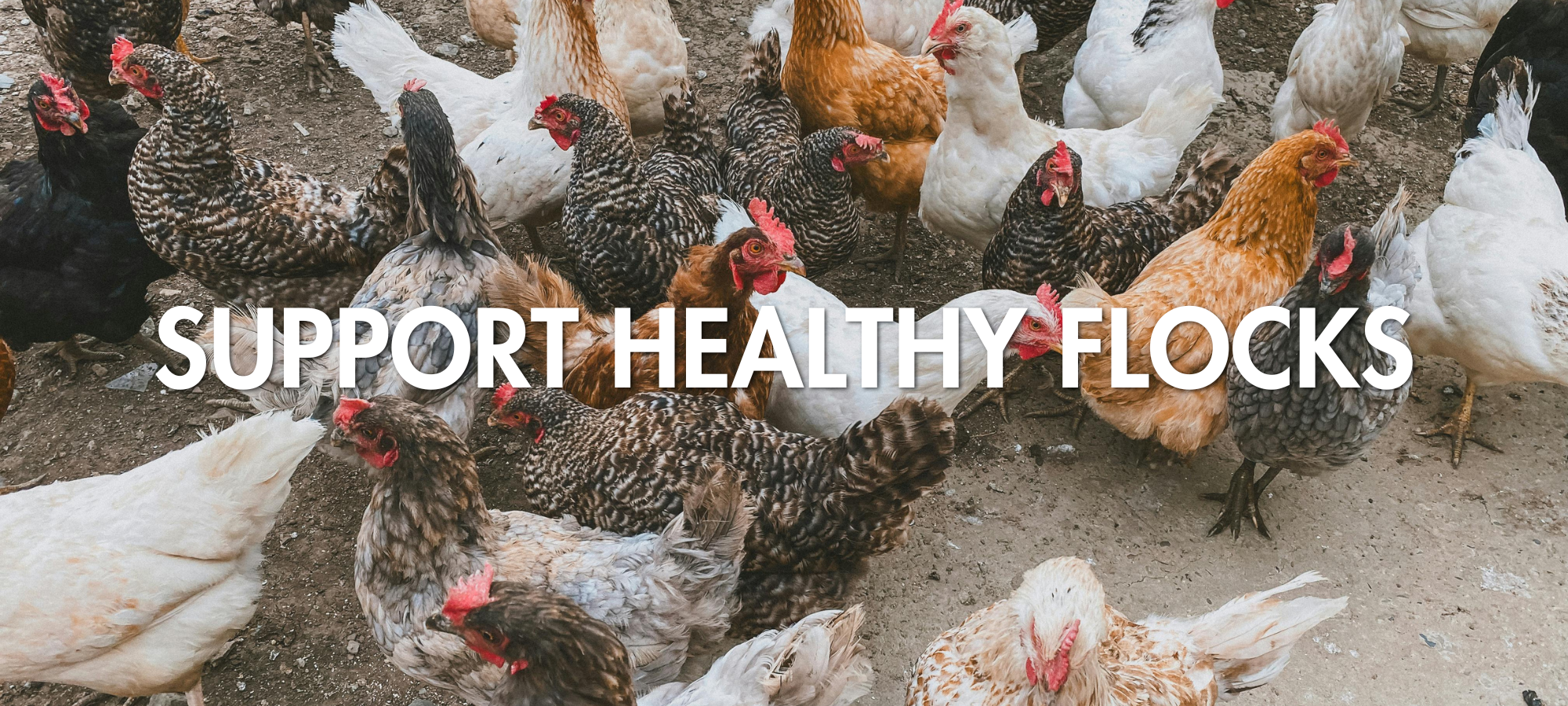 Poultry page Full Width Image.png