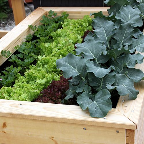4 Reasons To Prioritize Organic Inputs For Your Garden BB Image 2.jpg