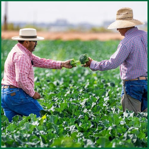 Two men picking broccoli in a field