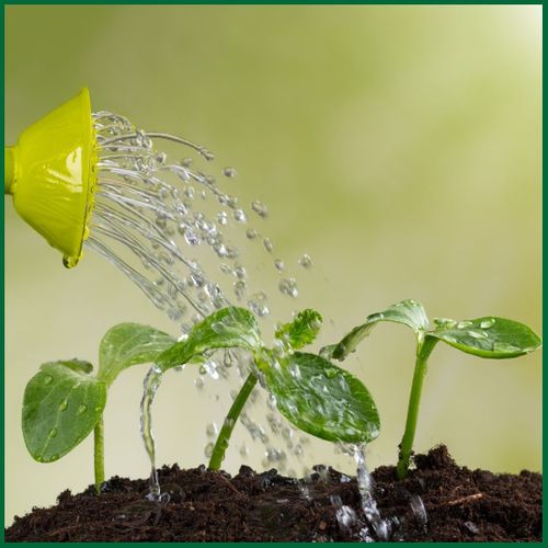 Plants starting to grow