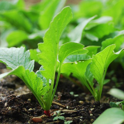 Why Nutrient Supplements Are Essential For Organic Farming BB Image 2.jpg