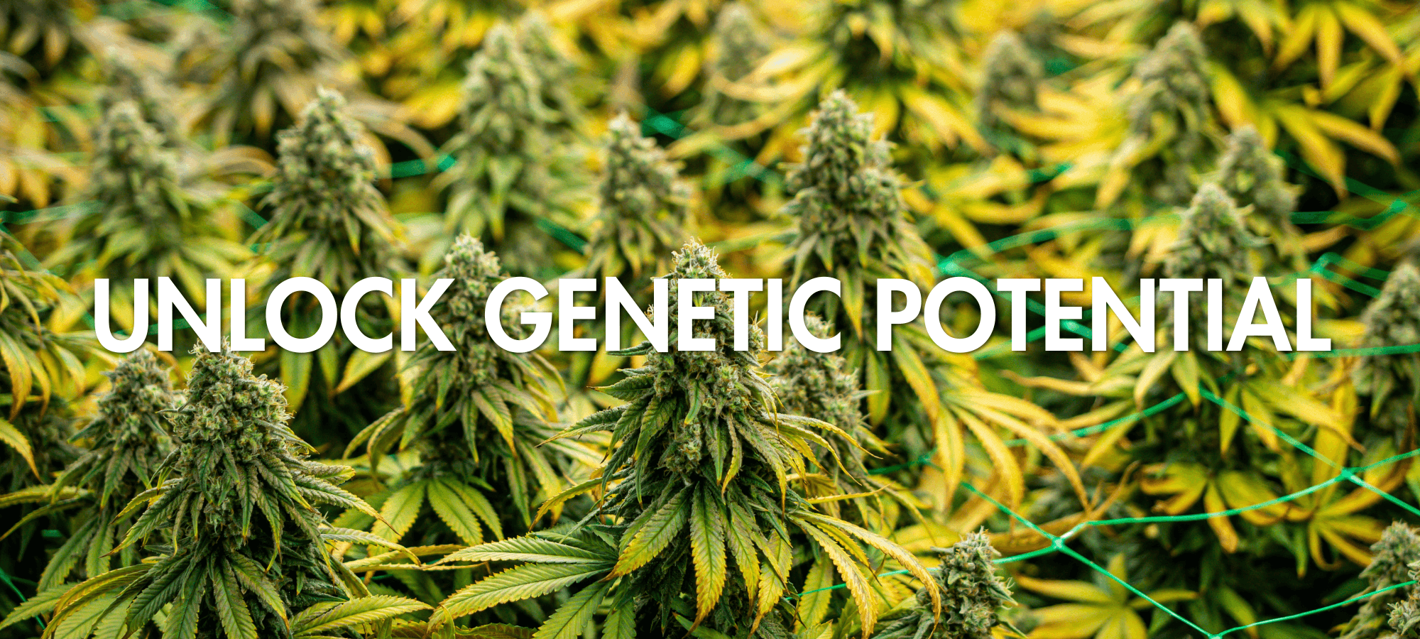 Unlock Genetic Potential Unlock Genetic Potential