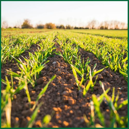 Plants in farm land