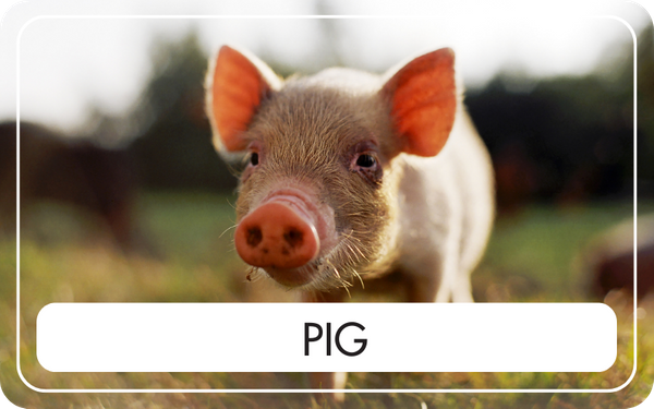Pig - CTA Image.png