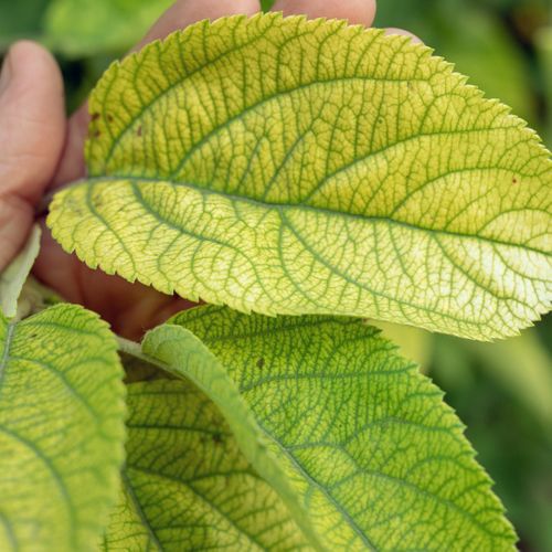image of a plant with a nutrient deficiency