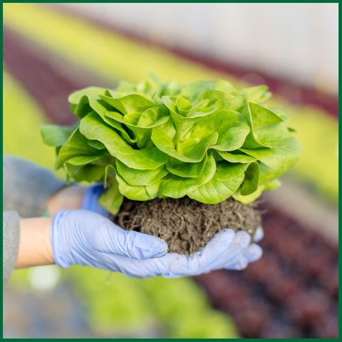 2-The Importance Of Organic Farming In Todays Agriculture.jpg