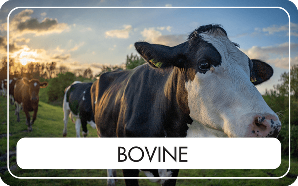 Bovine - CTA Image.png