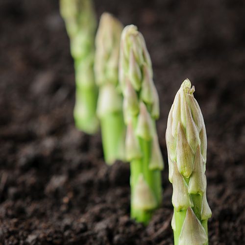 Why Nutrient Supplements Are Essential For Organic Farming BB Image 1.jpg