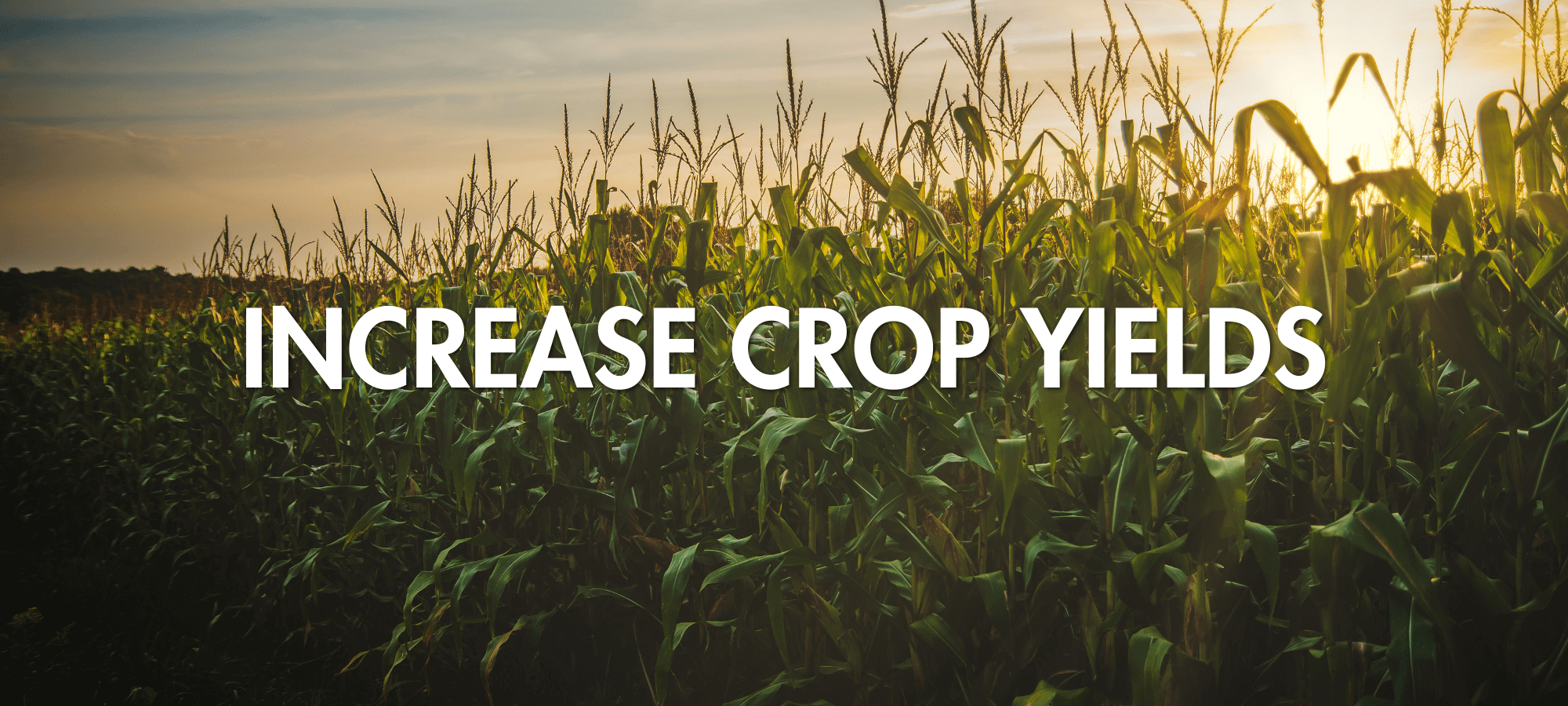 Increase Crop Yields Increase Crop Yields