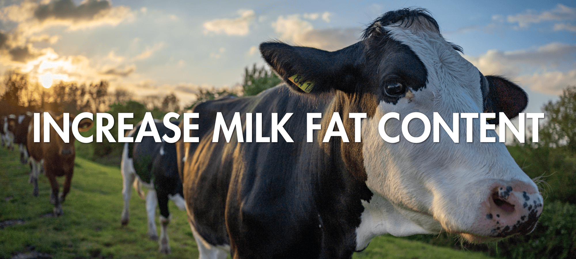 Increase Milk Fat Content Increase Milk Fat Content