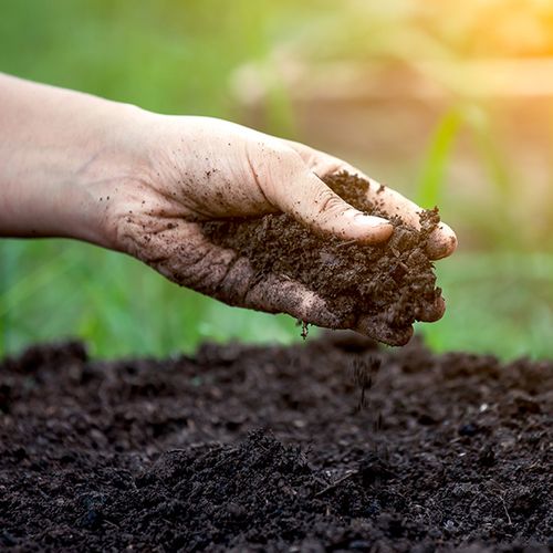 4 Reasons To Prioritize Organic Inputs For Your Garden BB Image 1.jpg