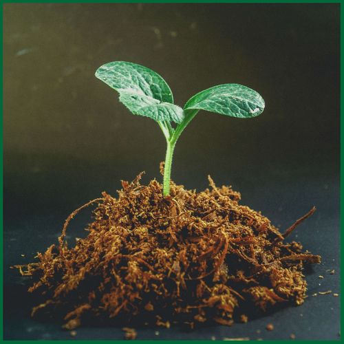 How Healthy Soil Supports Better Crop Yields2.jpg