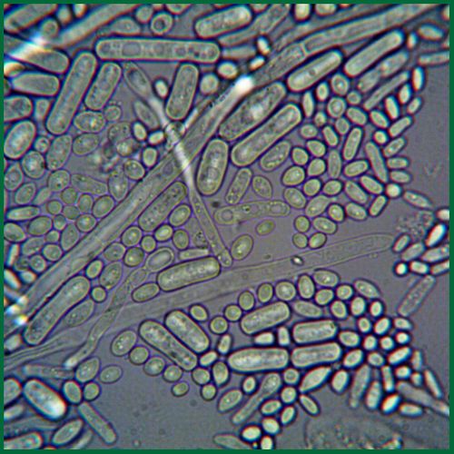 Understanding The Role Of Organic Inputs In Modern Agriculture2.jpg
