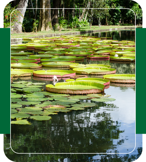 clean pond with lily pads