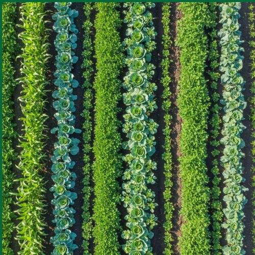 How Healthy Soil Supports Better Crop Yields3.jpg