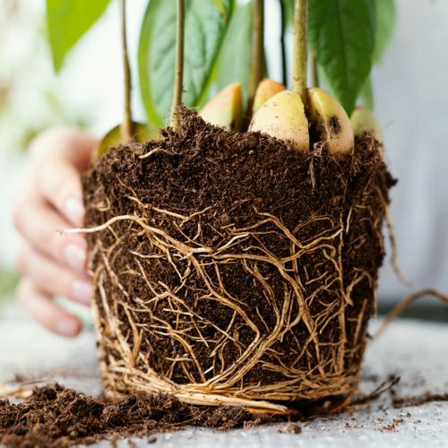 image of root growth