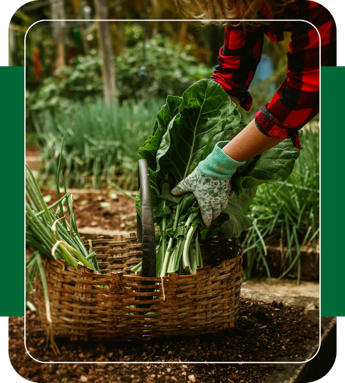 woman harvesting crops woman harvesting crops