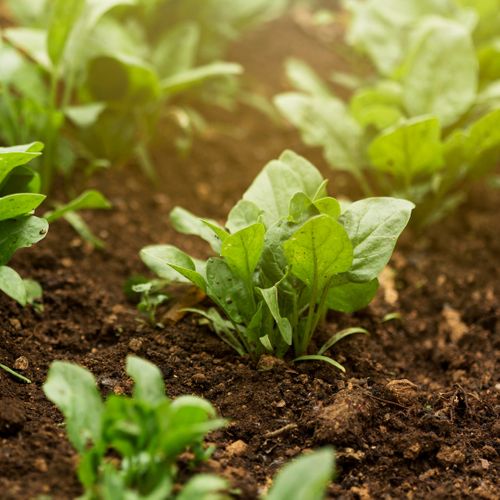 image of a healthy plant