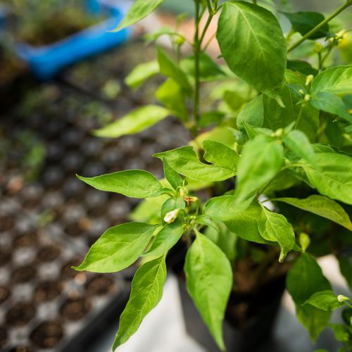 image of a tomato plant