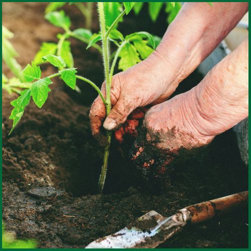 Understanding The Role Of Organic Inputs In Modern Agriculture4.jpg