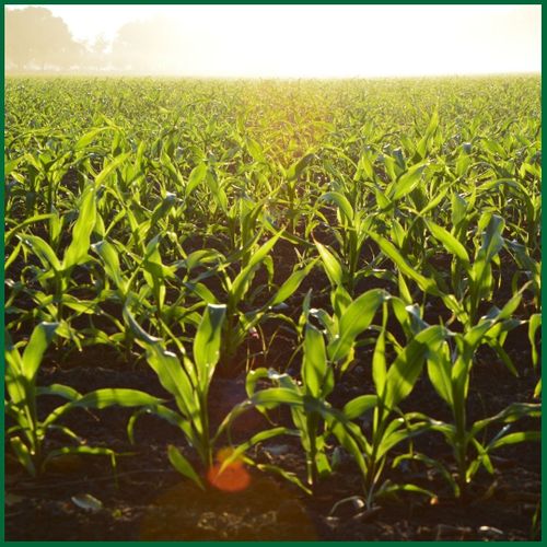 Plants in a farming field at sunrise