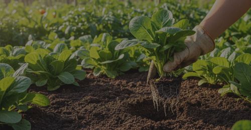 A hand in a work glove plants a small seedling into dark, rich soil in a sunny garden.