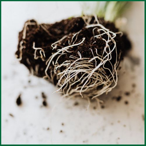 How Healthy Soil Supports Better Crop Yields1.jpg