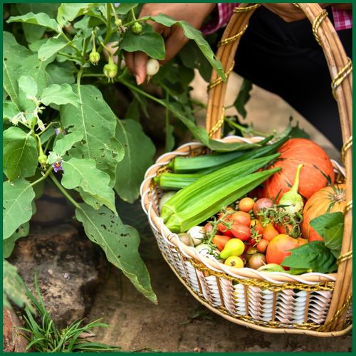 1-The Importance Of Organic Farming In Todays Agriculture.jpg