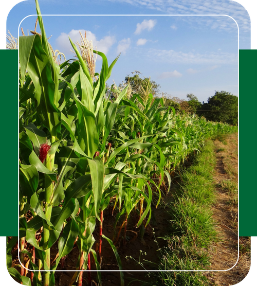 row of corn crops row of corn crops