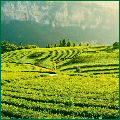 4-The Importance Of Organic Farming In Todays Agriculture.jpg
