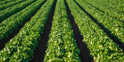 Crops in a fielt